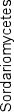 Sordariomycetes